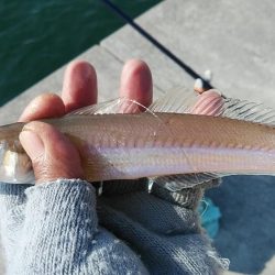 東二見白灯台波止のキス調査