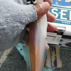 東二見白灯台波止でデカギスが釣れました