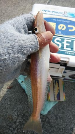 東二見白灯台波止でデカギスが釣れました