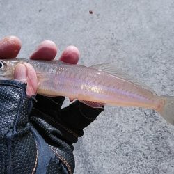 強風の東二見白灯台釣行