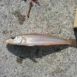 今朝も昼まで東二見のキス調査