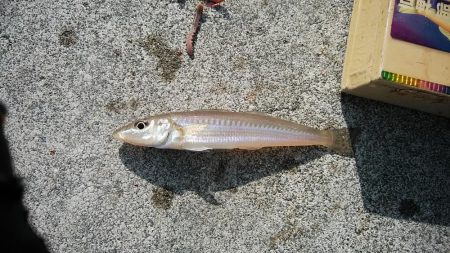 今朝も昼まで東二見のキス調査