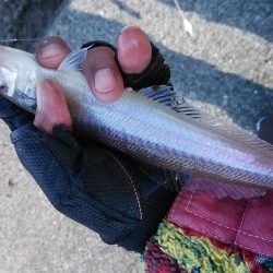 東二見で良型キスが釣れました