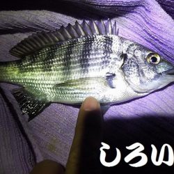 3時間の夜釣り。