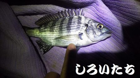 3時間の夜釣り。