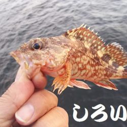 再び、アジつり。