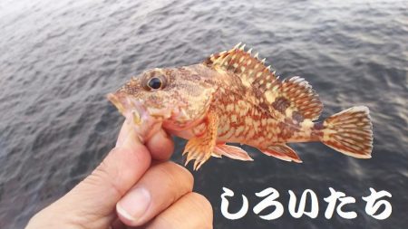 再び、アジつり。