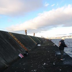 ムコイチショアジギ