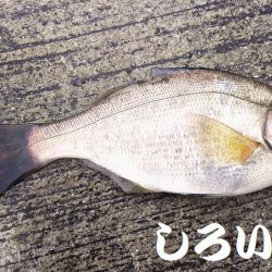 ２０２０最後の釣り。