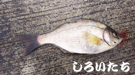 ２０２０最後の釣り。