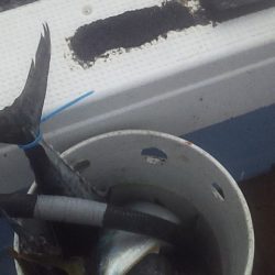 ジギング五目釣り