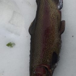 管理渓流釣り場