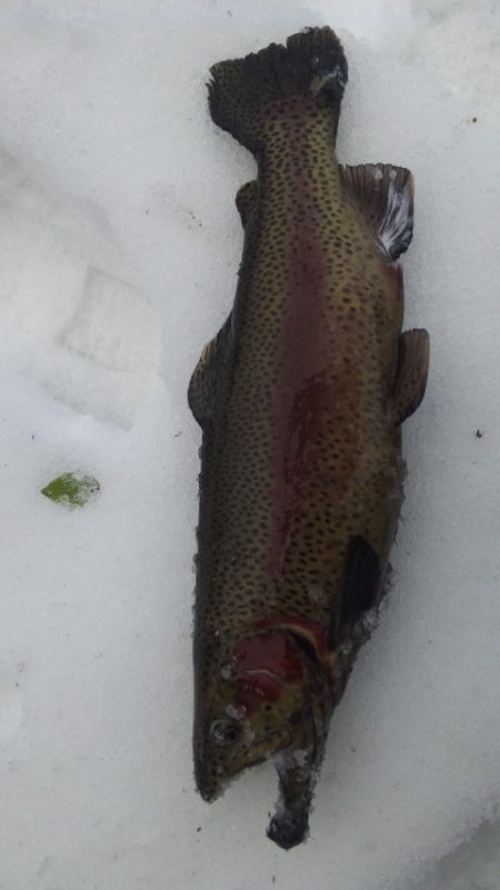 管理渓流釣り場