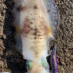 エギング楽しい