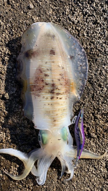 エギング楽しい