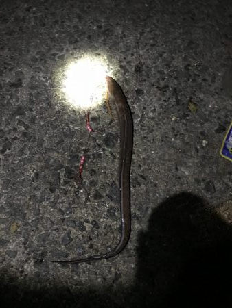 カレイ不発！でアナゴん