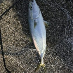 飲ませでハマチ