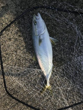 飲ませでハマチ