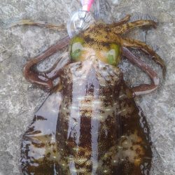 やっちまった～