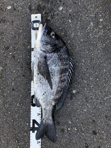 イチノ兄弟、釣果！