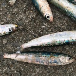 イワシ大漁100匹以上