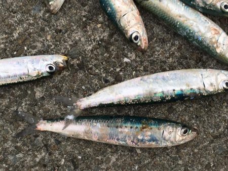 イワシ大漁100匹以上