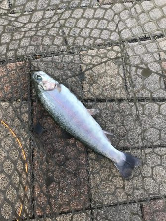 服部緑地トラウト