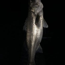 円山川シーバス