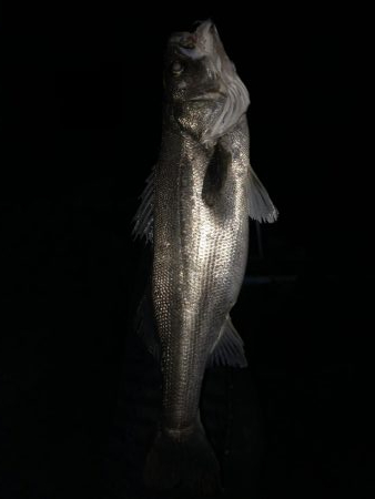 円山川シーバス