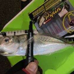 アジングとヒイカゲーム