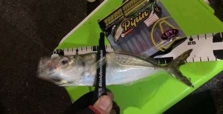 アジングとヒイカゲーム