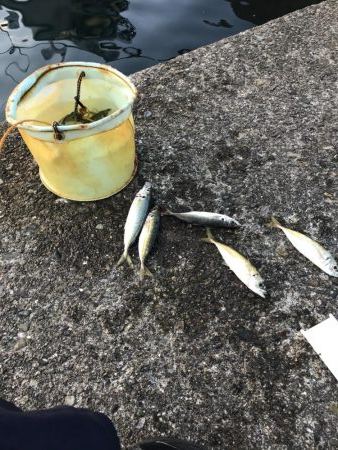 冬の串本港アジ安定