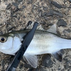 シーバスのバイト連発