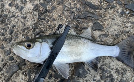 シーバスのバイト連発