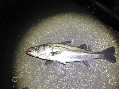 ヒラメミノーでシーバス