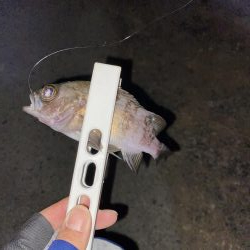 メバリング、アジがいれば嬉しい。。