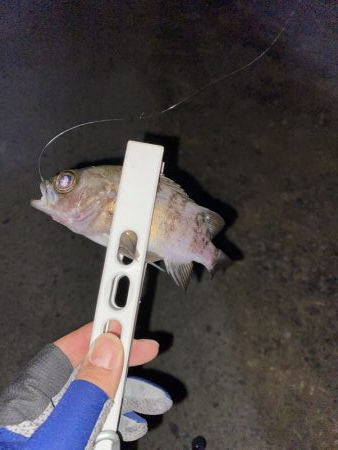 メバリング、アジがいれば嬉しい。。