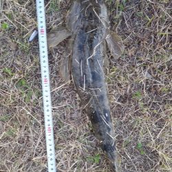 フラットフィッシュゲームNo.4