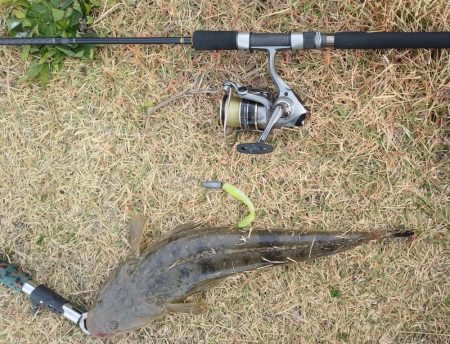 フラットフィッシュゲームNo.5