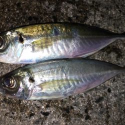 鱒レンジャーでアジング9