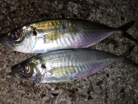 鱒レンジャーでアジング9