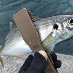 なんとか尺アジ