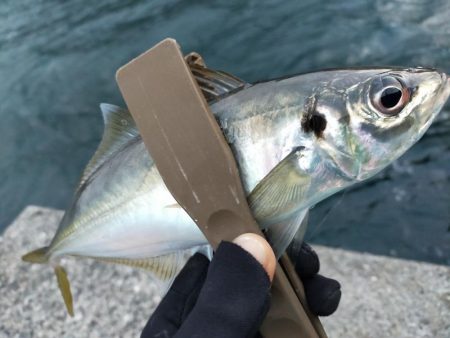 なんとか尺アジ