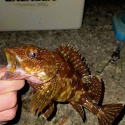 アジングのはずが