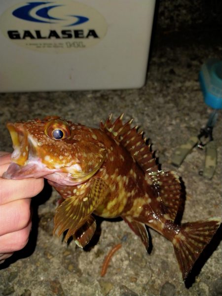 アジングのはずが