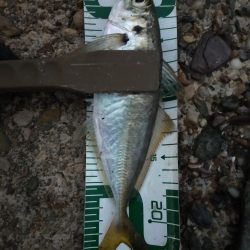 初場所アジングは…