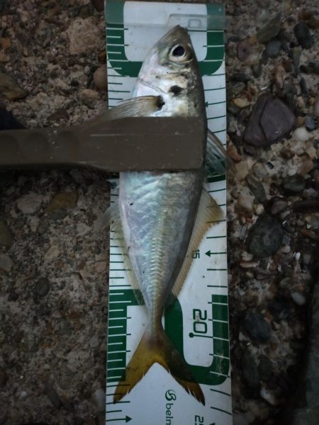 初場所アジングは…