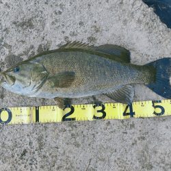 最高の釣り納め