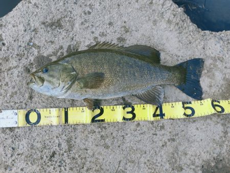 最高の釣り納め