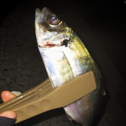 渋い中の尺アジ